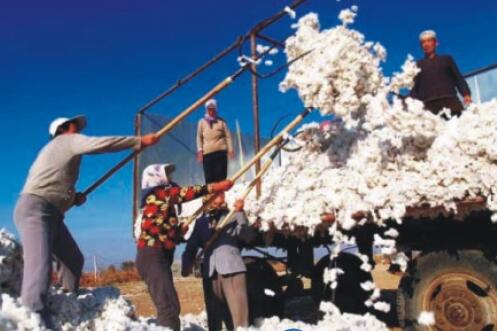 一师棉麻公司销售皮棉实现营业收入近40亿元